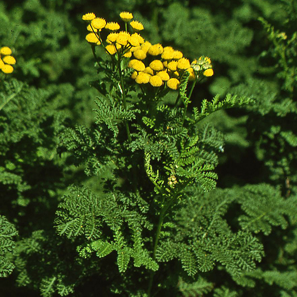 TANSY